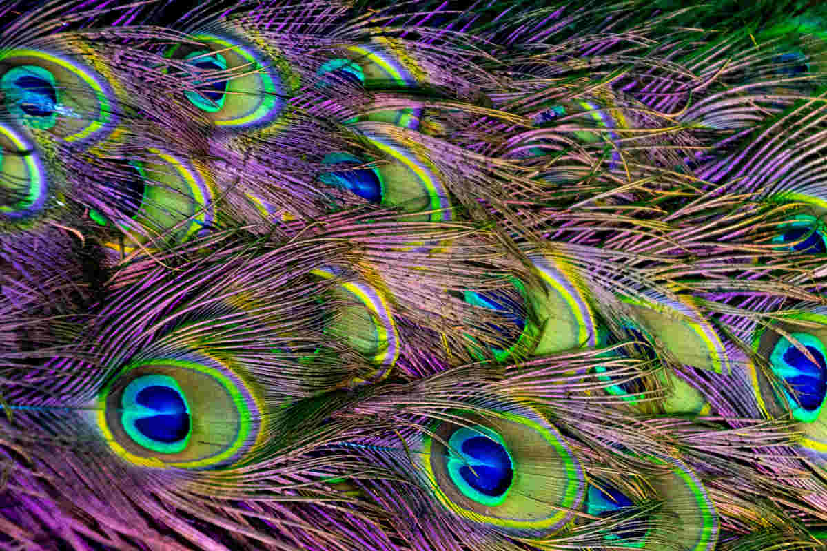 Peacock feathers